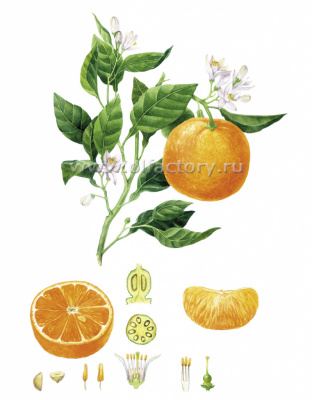 Постер Апельсин для ароматерапии