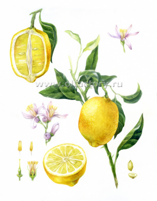 Постер Лимон для ароматерапии