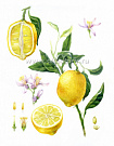 Постер Лимон
